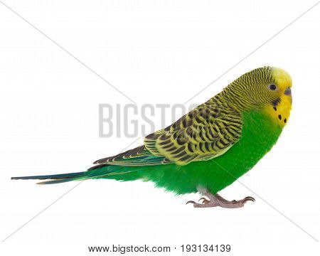 green budgie isolated on a white background, studio shot