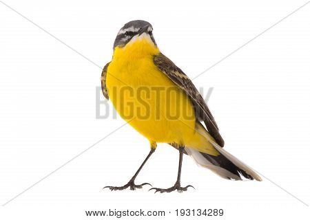 Western Yellow Wagtail