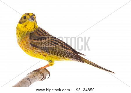 Yellowhammer (emberiza Citrinella)