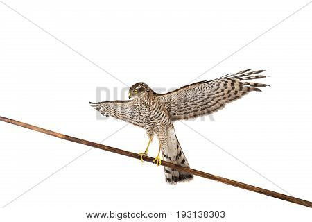 falcon with the raised wing sisolated on a white background