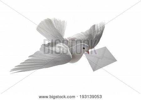 White Pigeon