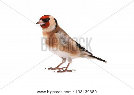 goldfinch isolated on a white background, studio shot