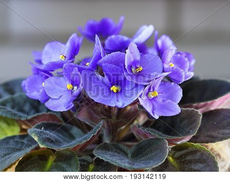Violet Saintpaulias flowers commonly known as African violets Parma violets close up isolated colored bokeh background.