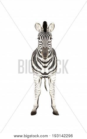 Zebra fullface isolated on a white background
