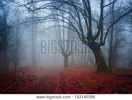 Gloomy misty country road in autumn forest. Shallow depth of field