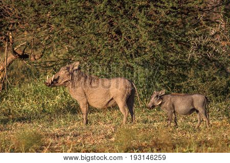 Common warthog (Phacochoerus africanus) standing in the morning sun