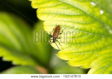 a beetle on a green leaf. close .