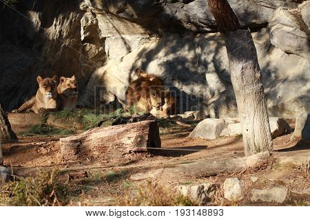 wild male lion licking his ball and sitting two female lions on the rock in national forest