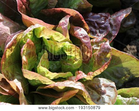 Fresh red lettuce growing in vegetable garden .