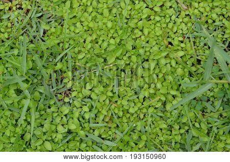 the green floor at home on morning time