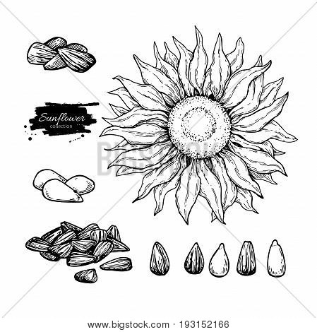 Sunflower seed and flower vector drawing set. Hand drawn isolated illustration. Food ingredient sketch.  Great for oil packaging design, label, banner, poster