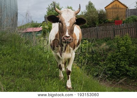 The cow walks in the village on the green grass, looking into the camera lens