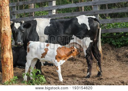 The cow feeds the calf milk from the udder, in the village