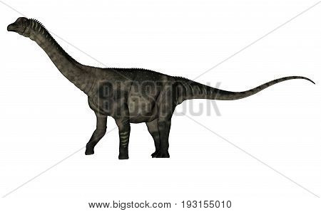 Antarctosaurus dinosaur walking isolated in white background - 3D render