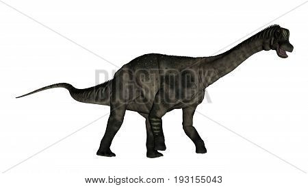 Antarctosaurus dinosaur walking and roaring isolated in white background - 3D render