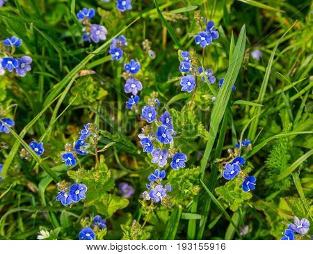 Blue flowers Veronica oaken (Veronica chamaedrys) closeup on a green background. Wildflowers. Summer. Flora. Selective focus