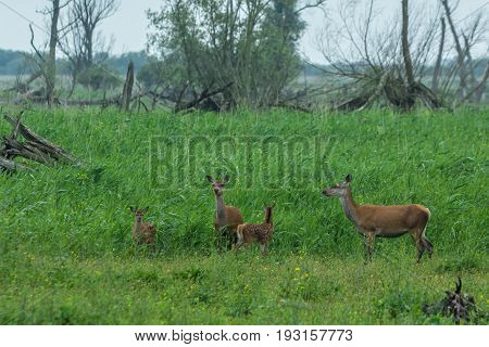red deer fawn and hinds at Oostvaardersplassen the Netherlands