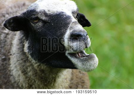 A lone sheep grazing on a beautiful meadow for grazing