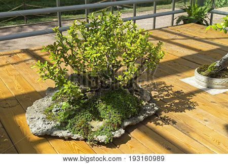 Chaenomeles japonica - Bonsai in the style of 