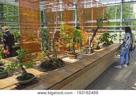 Exhibition Of Bonsai.