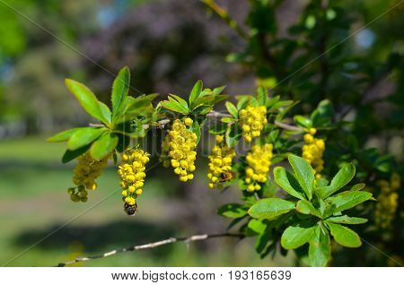 Yellow Flowers Of Barberries Ilicifolia On Bush