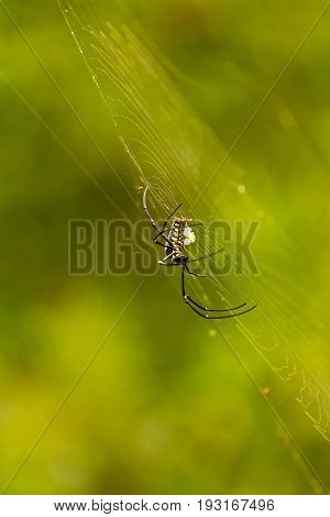 female Golden Web Spider Nephila pilipesin the forest of Laos