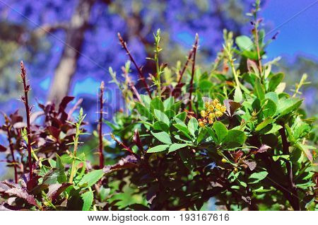 Yellow Flowers Of Barberries Ilicifolia On Bush