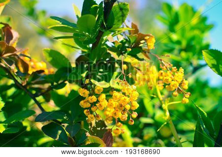 Yellow Flowers Of Barberries Ilicifolia On Bush