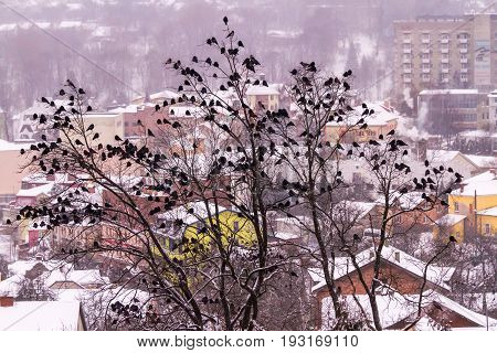 A Huge Flock Of Crows Sits On Trees Against The Backdrop Of A Winter City.