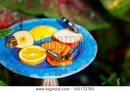 Closup image of a beautiful butterfly landing on a tree branch. With colorful flowers.
