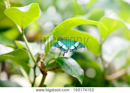 Closup image of a beautiful butterfly landing on a tree branch. With colorful flowers.