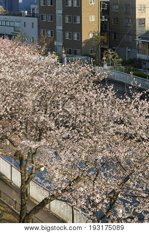 Cherry blossom or Sakura (Somei Yoshino) in Tokyo Japan .