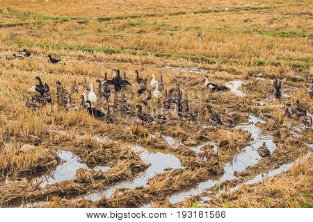 Flock Of Ducks Forage Food In Rice Field