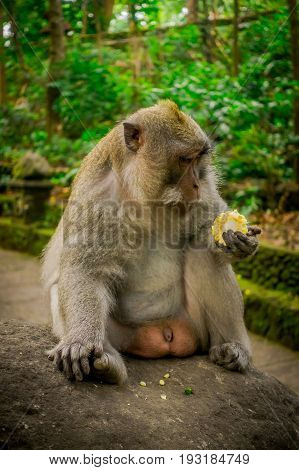 Long-tailed macaques Macaca fascicularis in The Ubud Monkey Forest Temple eating a cob corn using his hands sitting on a rock, on Bali Indonesia.
