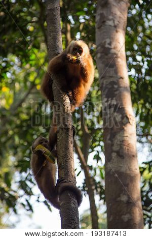 Monkey(s) at the Monkey Islands, Tambopata, Peru