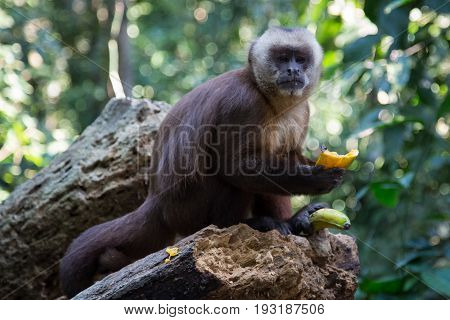 Monkey(s) at the Monkey Islands, Tambopata, Peru