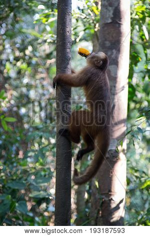Monkey(s) at the Monkey Islands, Tambopata, Peru