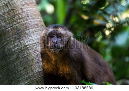 Monkey(s) at the Monkey Islands, Tambopata, Peru