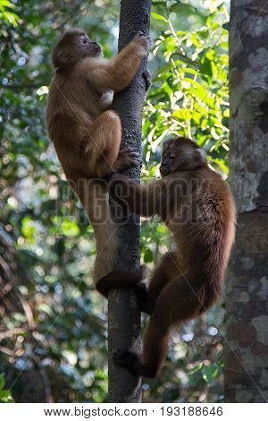 Monkey(s) at the Monkey Islands, Tambopata, Peru