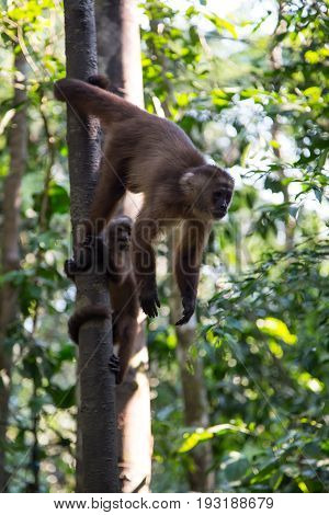 Monkey(s) at the Monkey Islands, Tambopata, Peru