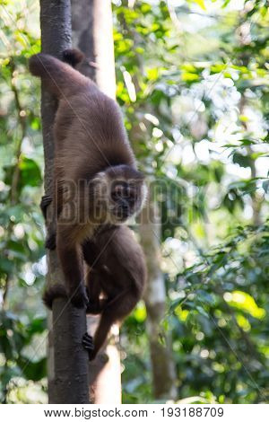 Monkey(s) at the Monkey Islands, Tambopata, Peru
