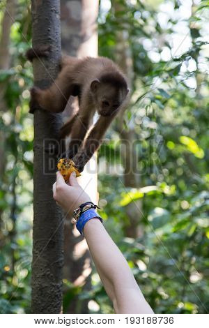 Monkey(s) at the Monkey Islands, Tambopata, Peru
