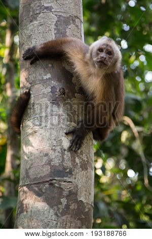 Monkey(s) at the Monkey Islands, Tambopata, Peru
