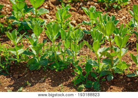 Closeup on Organic vegetable garden growing palnt.