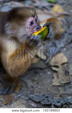 Monkey(s) at the Monkey Islands, Tambopata, Peru