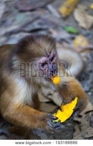 Monkey(s) at the Monkey Islands, Tambopata, Peru