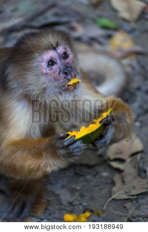 Monkey(s) at the Monkey Islands, Tambopata, Peru