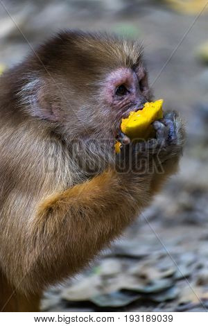 Monkey(s) at the Monkey Islands, Tambopata, Peru