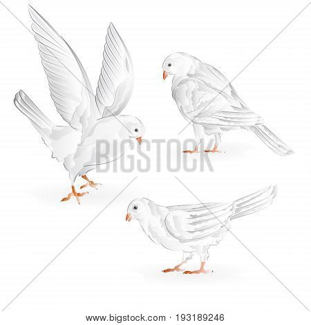 Carriers white pigeons domestic breeds sports birds vintage set seven vector