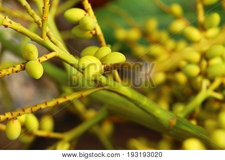 Betel parm on tree with the nature